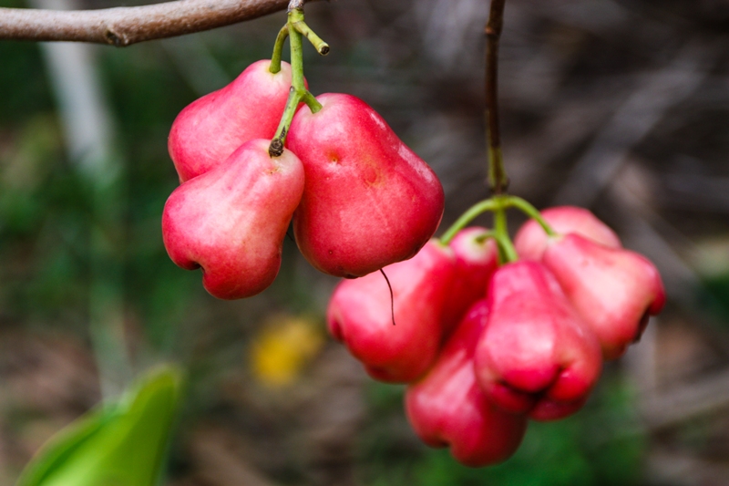 VCT - Fruit Orchard - James Pham-5