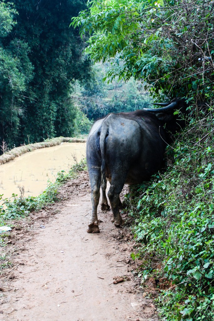 Sapa - Muong Hoa Valley - Image by James Pham-117