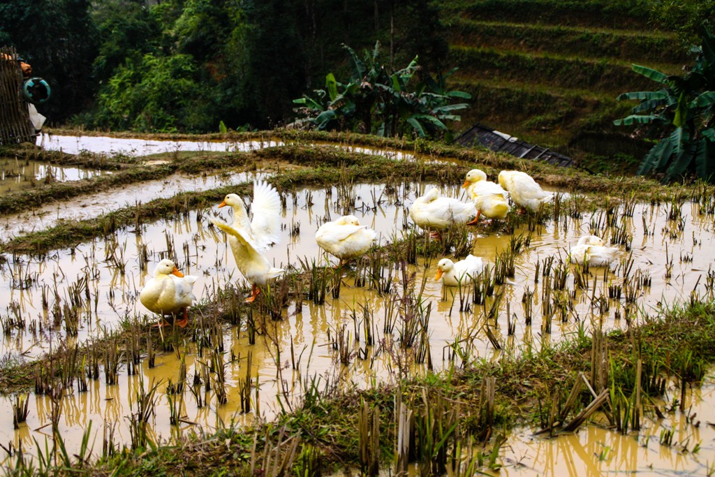 Sapa - Muong Hoa Valley - Image by James Pham-33
