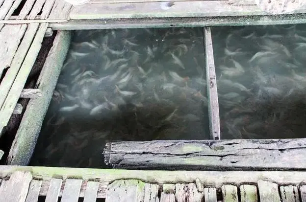 A Floating Fish Farm