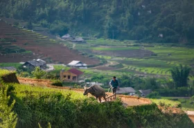 Bắc, Trung, Nam – đi đâu để du lịch tại Việt Nam? File name: 2015_VSP_Destinations_Hau-Thao-Sau-Chua-Villages_Rice-Paddies_PA-4.webp