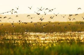 Về với Vườn Quốc Gia Tràm Chim – Lắng nghe nhịp thở của Đồng Tháp mùa nước nổi